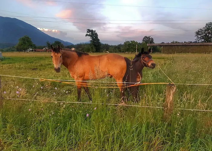 Apartma As Apartment *